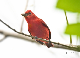 Summer Tanager