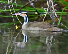 Sungrebe
