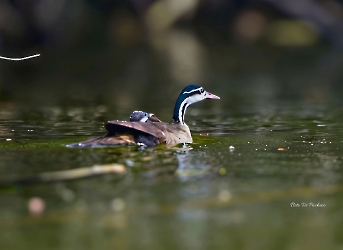 Sungrebe