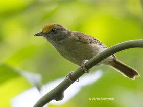 Tawny-Crowned Greenlet