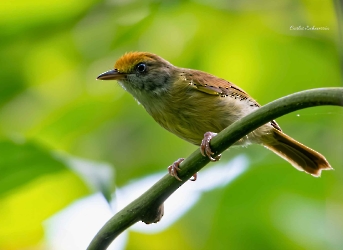 Tawny-Crowned Greenlet