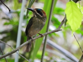 Tody motmot