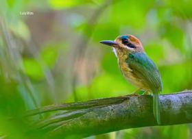 Tody Motmot
