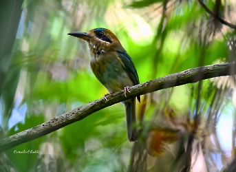Tody Motmot