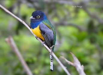 Trogon caligatus