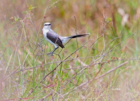 Tropical Mockinbird