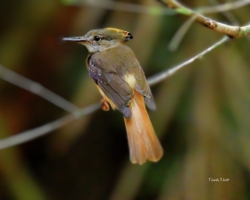 Tropical Royal Flycatcher