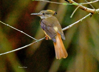 Tropical Royal Flycatcher