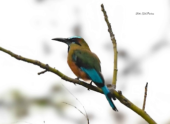 Turquoise-browed Motmot