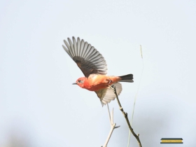 Vermilion Flycatcher-