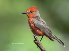 Vermilion Flycatcher-estacion-biologica-las-guacamayas