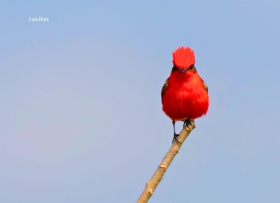 Vermilion Flycatcher