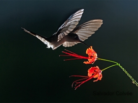 Wedge-tailed Humminbird