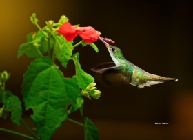 White-billied Emerald