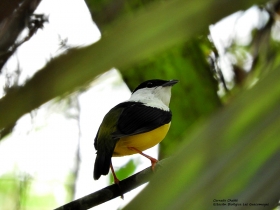 white-collared-manakin