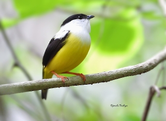 White-collared Manakin