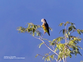 White-crowned Parrot