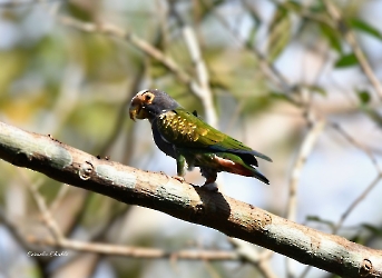 Aves