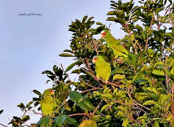 Aves
