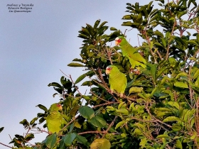 White-Fronted Parrot