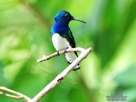 White-necked-Jacobin