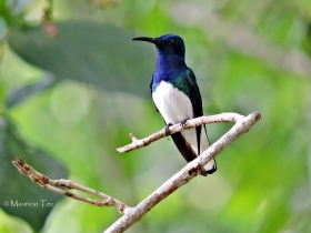 White-necked Jacobin