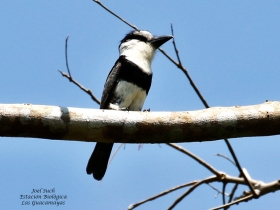 White-necked Puffbird