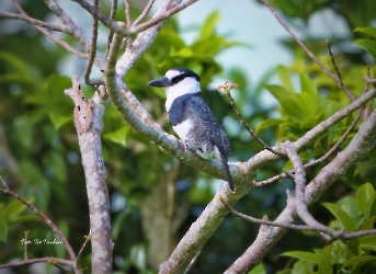 White-necked Puffbird