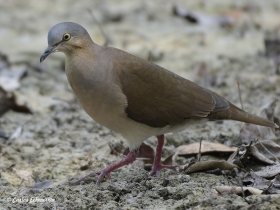 White-tipped Dove-estacion-biologica-las-guacamayas