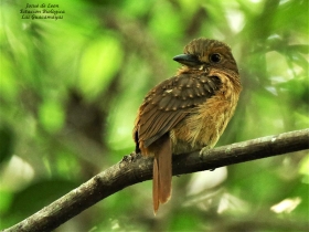 White-whiskered Puffbird