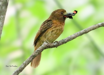 White-whiskered Puffbird