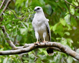 White Hawk