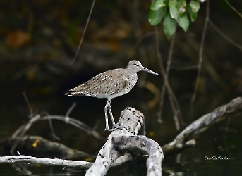 Aves