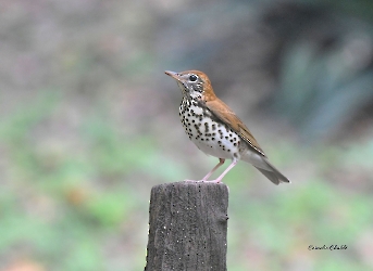 Wood Thrush