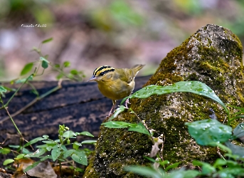 Worm-eating Warbler