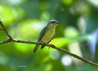 Yellow-bellied Tyrannulet