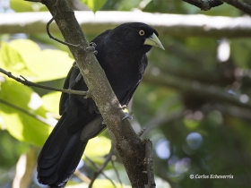 Yellow-billed Cacique-estacion-biologica-las-guacamayas