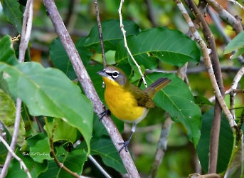 Yellow-breasted Chat