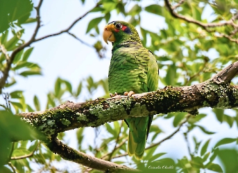 Yellow-lored Amazon