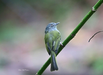 Yellow-olive Flatbill