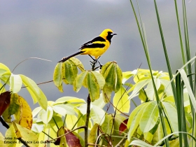 Yellow-tailed-Oriole