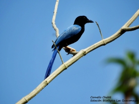 Yucatan-Jay