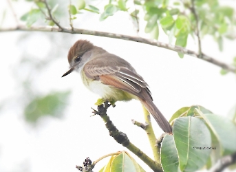 Yucatan Flycatcher