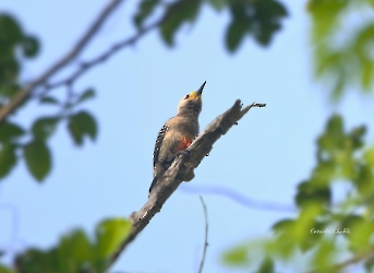 Yuctan_woodpecker