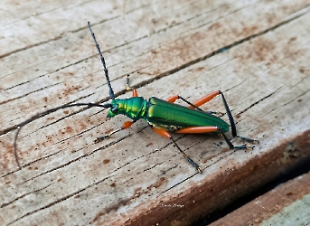 Callichroma holochlorum