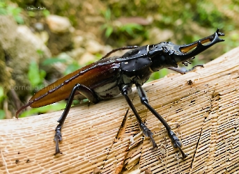 Callipogon senex