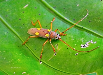 Coeleburia quadrigeminata