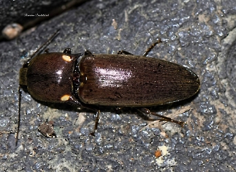 Deilelater physoderus