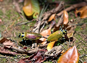 Euchroma giganteum