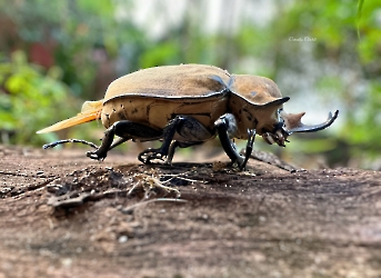 Megasoma elephas
